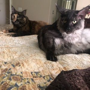 Meet your Posher, Shar